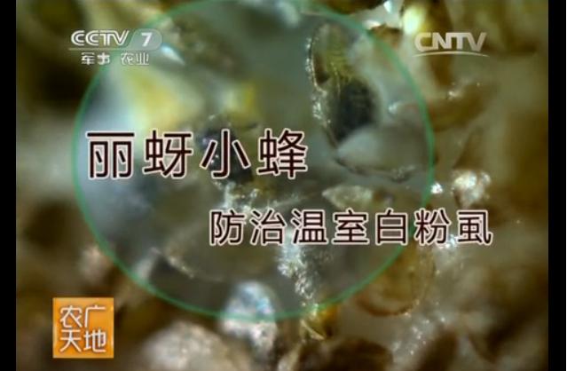 《农广天地》—丽蚜小蜂防治温室白粉虱