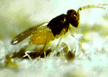 丽蚜小蜂